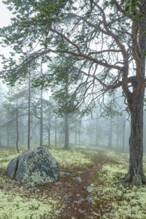 Path in foggy pine forest, Alvdal, Hedmark, Innlandet, Norway, November 2025