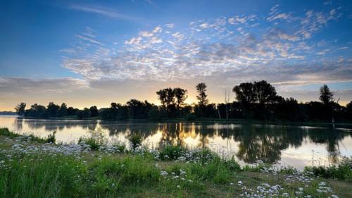 Morning glow on the Old Rhine with valerian (Valeriana officinalis) and deciduous trees, Xanten,