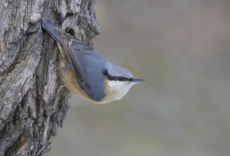 Eurasian Nuthatch (Sitta europaea), Saxony, Germany