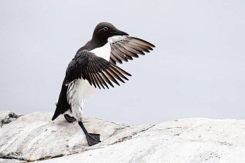Guillemot (Uria aalge), adult bird walking with outstretched wings on stone slab, Hornøya Island,