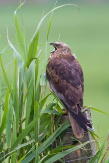 Western Marsh Harrier (Circus aeruginosus) female perched on a pale, Noord Holland, Netherlands