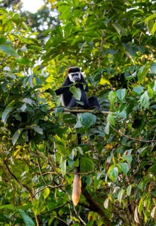 West African guereza or mantelaffe (Colobus guereza occidentalis) sitting on a branch in a tree,