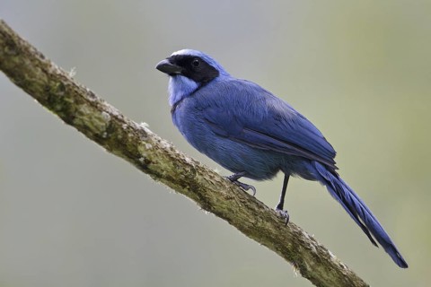 Turquoise Jay (Cyanolyca turcosa), Ecuador