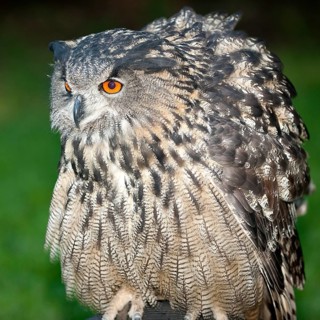 Close-up of fluffed up-up eagle owl (Bubo bubo) with typical orange-yellow eyes, Germany