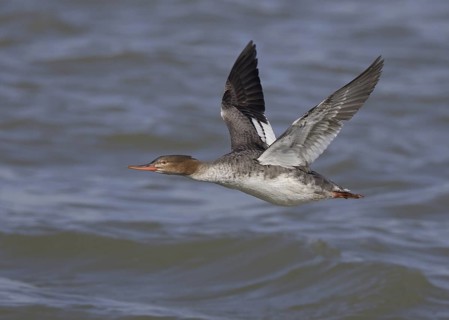 Red-breasted Merganser (Mergus serrator) female flying, Ohio, USA