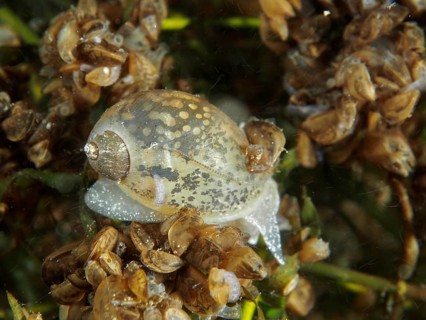 Underwater photograph of egg-shaped mud snail (Radix balthica) among algae and mussels. Dive site