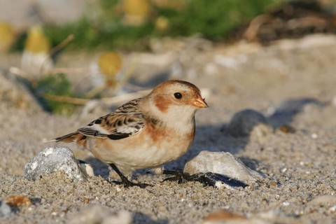 Snow Bunting - Schneeammer - Plectrophenax nivalis ssp. nivalis, Germany