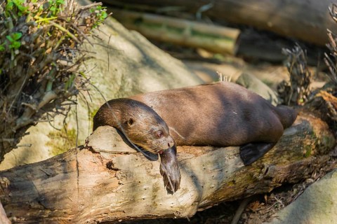 A giant otter or giant river otter (Pteronura brasiliensis) rests on a rotten tree