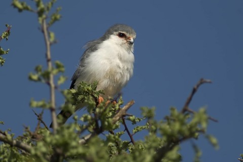 Pygmy Falcon (Polihierax semitorquatus) male, Ethiopia
