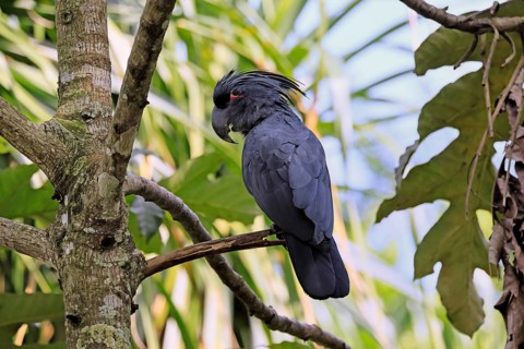 Palm Cockatoo (Probosciger aterrimus), Arabian Cockatoo, adult, on tree, perch, Australia