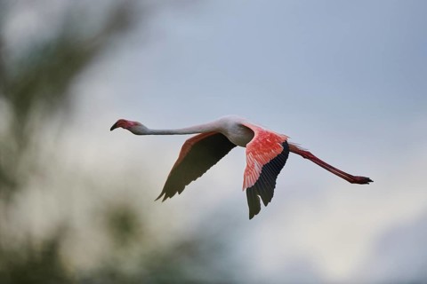 Greater Flamingo (Phoenicopterus roseus), flying in the sky at sunset, Parc Naturel Regional de