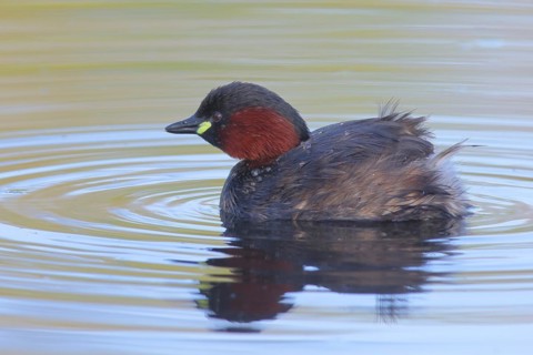 Little grebe (Tachybaptus ruficollis), adult bird in its plumage, on a lake, Stuttgart,