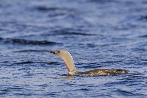 Star grebe, (Gavia stellata), animals, birds, family of loons, biotope, habitat, waters, foraging,