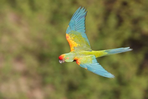 Red-fronted Macaw (Ara rubrogenys) in flight in Bolivia, South America