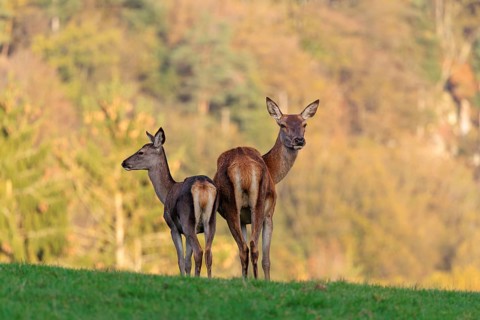 An adult red deer hind (Cervus elaphus) and a calf are standing in a meadow in the beautiful