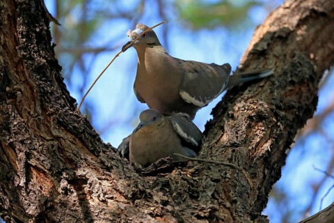 White-winged dove (Zenaida asiatica), adult, pair, mating, on tree, with nesting material, Sonora