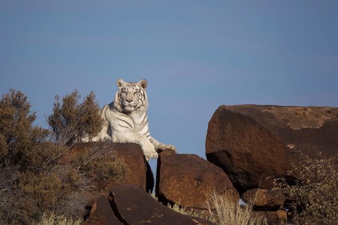 Bengal Tiger (Panthera tigris) white morph adult lying on rocks, captive, Philippolis, South Africa