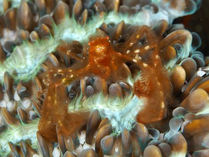 An orange crab, orang-utan crab (Achaeus japonicus), on coloured coral, dive site Gondol East,