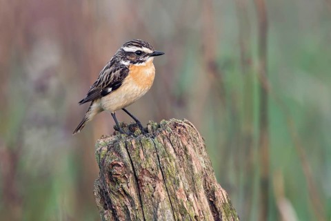 Whinchat (Saxicola rubetra) male, Poland