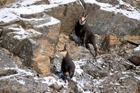Two Alpine chamois (Rupicapra rupicapra) males, bucks in snow covered rock face during the rut in