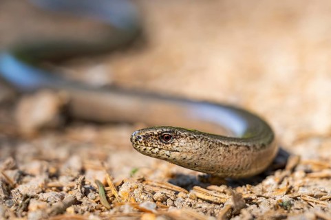 Common slow worm (Anguis fragilis) on the ground, Bavaria, Germany