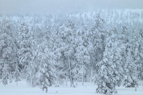 Winter forest during snowfall, Idre Fjäll, Dalarna, Sweden, January 2026