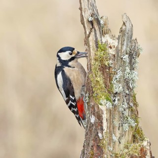 Great spotted woodpecker (Dendrocopos major), male, foraging on a tree stump overgrown with moss