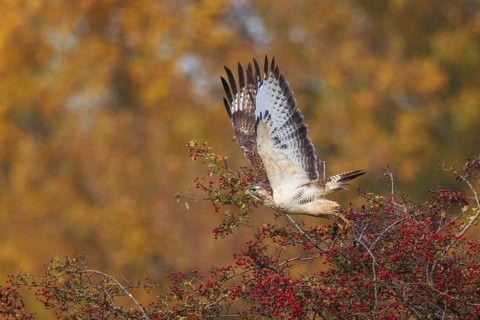 Common Buzzard (Buteo buteo) taking flight, North Rhine-Westphalia, Germany