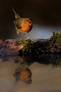 European Robin (Erithacus rubecula) singing, Venetia, Italy