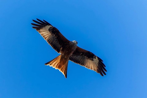 A majestic bird flies with outstretched wings in the blue sky, Red Kite, (Milvus milvus) wildlife,
