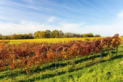 Autumn foliage colouring of the grapevine (Vitis vinifera), Goldkuppe vineyard, Diesbar-Seußlitz,