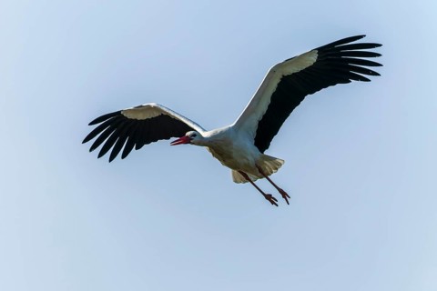 Stork in flight high in the sky with broad wings in natural environment, white stork (Ciconia