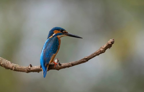 Common Kingfisher (Alcedo atthis) : Small, vibrant, and perfectly isolated on a clean perch,