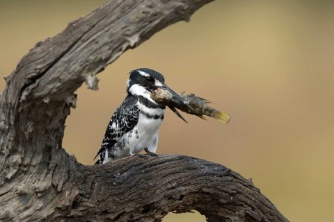 Bonte IJsvogel met prooi, Pied Kingfisherwith catched fish