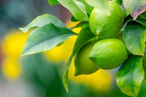 Fresh limes hang in lush foliage, the scene conveys naturalness and liveliness, Netherlands