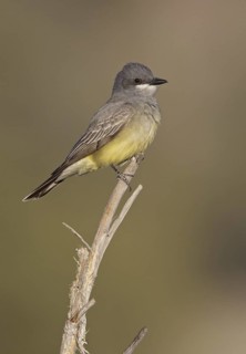 Cassin's Kingbird (Tyrannus vociferans), New Mexico, USA
