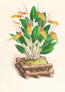 Orchid, Restrepia antennifera, authentic reproduction of an illustration by Jean Jules Linden (1817