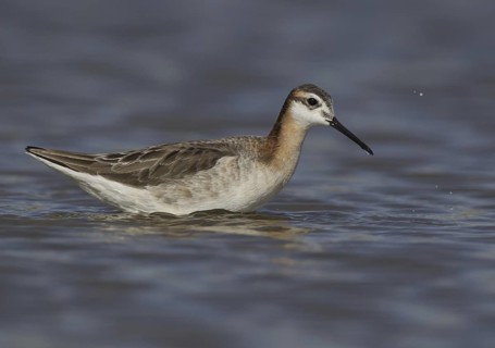 Wilson's Phalarope (Phalaropus tricolor), Montana, USA