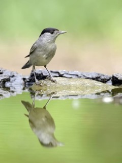 Eurasian Blackcap (Sylvia atricapilla) male, Hungary