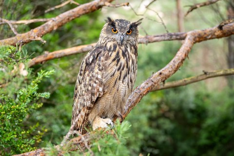 Eurasian eagle-owl (Bubo bubo), captive, sitting on a branch in a forest, Pyrenees, Catalonia,