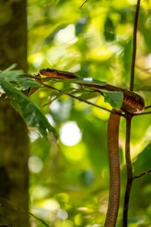 American whipsnake (Mastigodryas melanolomus), slithering on a branch, in the rainforest, Corcovado