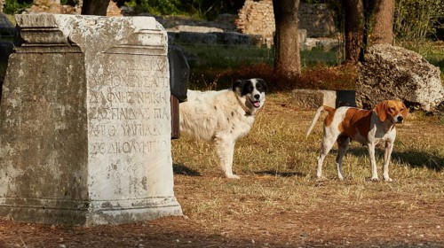 Two dogs next to an ancient tombstone surrounded by trees, Archaeological Site, Ancient Olympia,