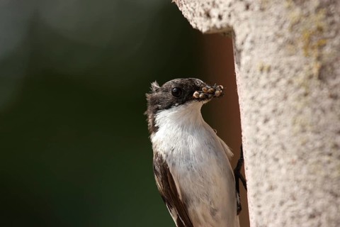 European Pied Flycatcher (Ficedula hypoleuca) male, Lower Saxony, Germany