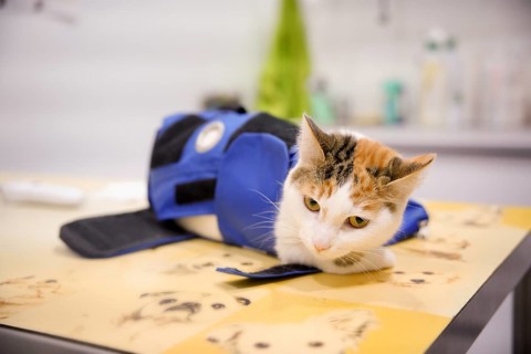 A calico cat comfortably rests on a table at a veterinary clinic. Wearing a therapeutic vest, it