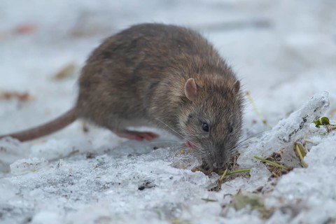 Brown rat (Rattus norvegicus) adult mammal searching for food on frozen ground in winter, England,