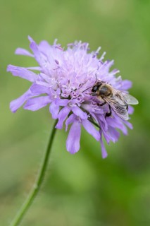 Honey bee (Apis mellifera) on field scabious (Knautia arvensis), Emsland, Lower Saxony, Germany