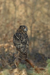 Eurasian Eagle-Owl (Bubo bubo), Baden-Wuerttemberg, Germany