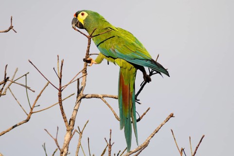Blue-winged Macaw (Primolius maracana), Pantanal, Brazil