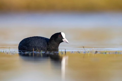 Eurasian Coot (Fulica atra), North Rhine-Westphalia, Germany