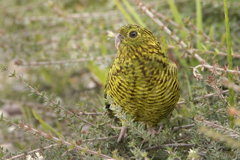 Eastern Ground Parrot (Pezoporus wallicus), Tasmania, Australia